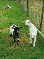 Dwerggeitjes, Dieren en Toebehoren, Schapen, Geiten en Varkens, Meerdere dieren, Geit, 0 tot 2 jaar