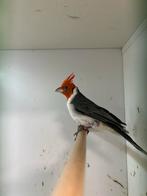 1-1 roodkuif kardinaal ( in nl ), Dieren en Toebehoren, Vogels | Overige Vogels, Meerdere dieren, Tropenvogel, Geringd