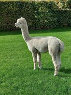 Alpaca hengst wit, Dieren en Toebehoren, Juli, Mannelijk