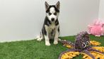 Siberische Husky pups, Dieren en Toebehoren, België, 8 tot 15 weken, CDV (hondenziekte), Poolhond