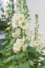 Zaden Stokroos gemengd, Ophalen of Verzenden, Zaad