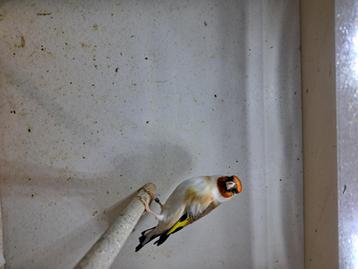 Major putter, Noordse distelvink, Dieren en Toebehoren, Ophalen, Vogel
