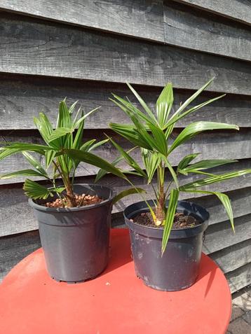 Zondag 31/8 te koop heikant kermis Winterharde palmboompjes  beschikbaar voor biedingen