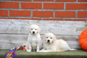 Prachtige Golden Retriever pups beschikbaar voor biedingen