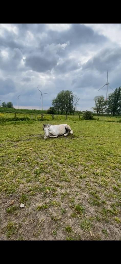 Jazou – 14-jarige ruin, ca. 1m75, Dieren en Toebehoren, Paarden, Ruin, Zadelmak, 175 cm of meer, 11 jaar of ouder, Recreatiepaard