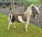 Geweldig mooie silverdapple bonte dekhengst, Dieren en Toebehoren, Hengst, Gechipt, 11 jaar of ouder
