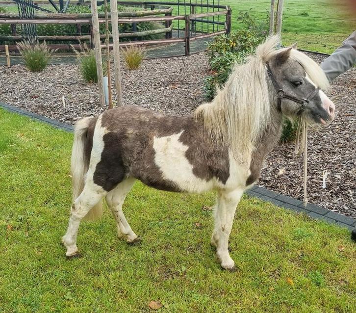 Geweldig mooie silverdapple bonte dekhengst, Dieren en Toebehoren, Pony's, Hengst, 11 jaar of ouder, Met stamboom, Gechipt, Ontwormd