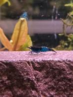 Blauwe garnalen neocaridina Blue Dream/Diamond