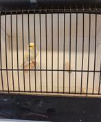 Mooie geel mozaïeken te koop, Plusieurs animaux, Canari de couleur