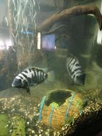 Zebra cichliden 3 Koppels, Vis, Zoetwatervis