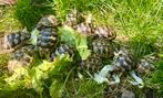 Hermann Boettgeri & Marginata 2021, Dieren en Toebehoren, Ophalen