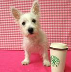 Super lieve Westie pups!, Dieren en Toebehoren, Honden | Jack Russells en Terriërs, 15 weken tot 1 jaar, Overige rassen, Buitenland