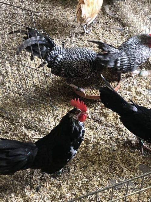 OM HANEN ZEEMEEUW TE GEVEN, Dieren en Toebehoren, Pluimvee, Kip, Mannelijk