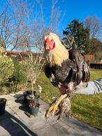 Brahma zalm haan, Dieren en Toebehoren, Mannelijk, Kip