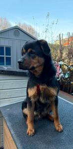 Lieve labrottie reu van 7 maanden zoekt nieuw baasje, Dieren en Toebehoren, Parvo, België, 15 weken tot 1 jaar, Reu