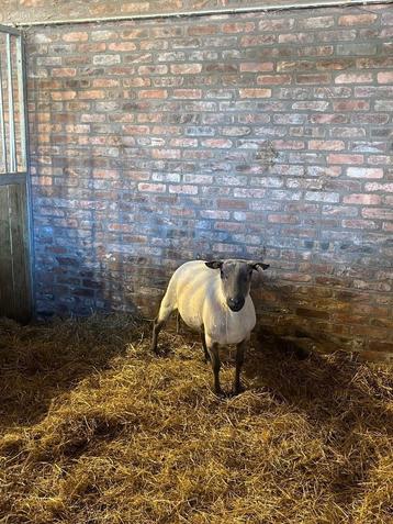 Bleu du Maine ram, Mâle, Mouton