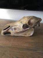 Skelet paardenhoofd, Animaux & Accessoires, Chevaux