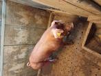 Raszuivere Duroc biggen., Juli