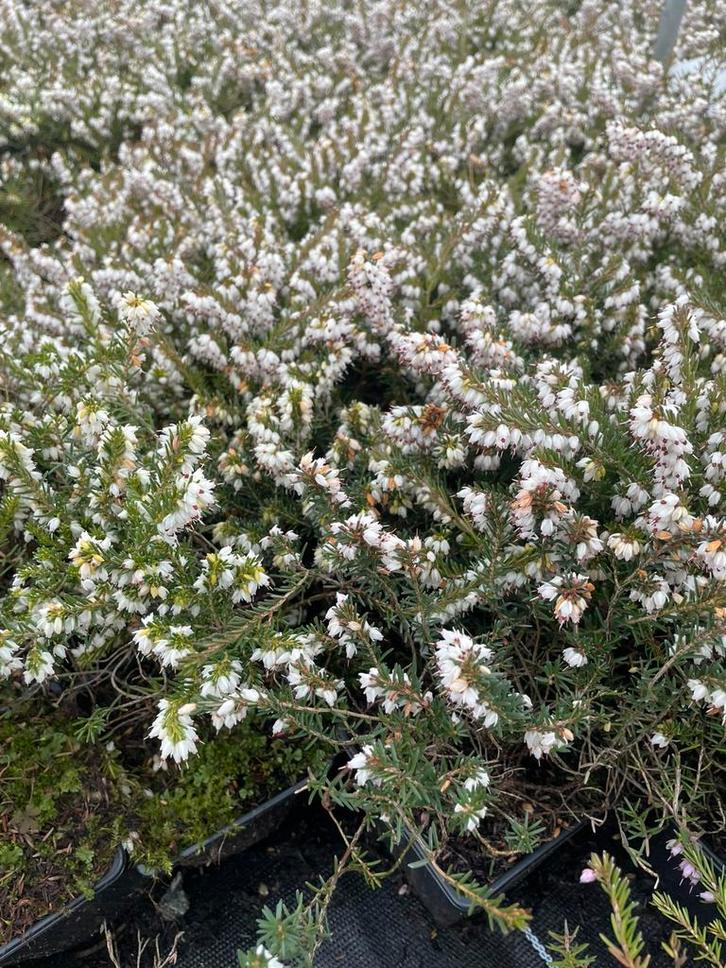 ‼️Erica aan PROMOprijzen‼️, Tuin en Terras, Planten | Struiken en Hagen, Haag, Ophalen