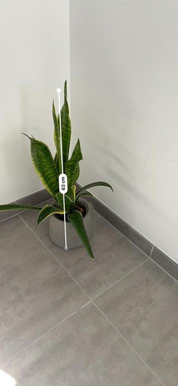 Stijlvolle Sansevieria 63 cm sterke plant met moderne pot beschikbaar voor biedingen