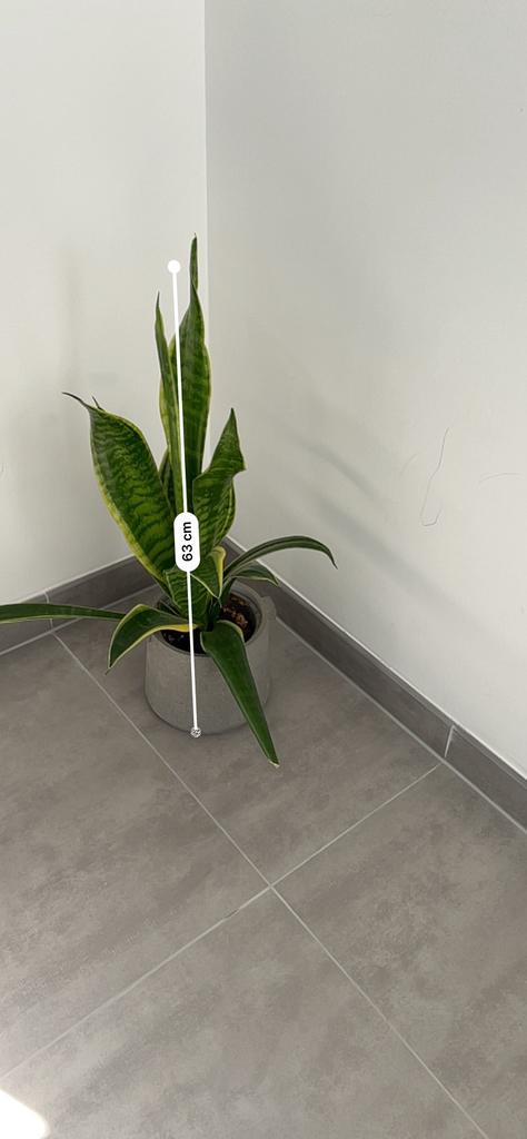 Stijlvolle Sansevieria 63 cm sterke plant met moderne pot, Huis en Inrichting, Kamerplanten, Ophalen