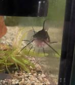 DwergMeerval visjes, Vis, Zoetwatervis