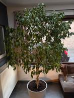 Echte Ficus Benjamina, Ophalen, Ficus, 200 cm of meer, Halfschaduw
