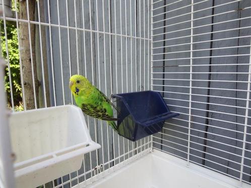 Parkiet met grote kooi, Dieren en Toebehoren, Vogels | Hokken en Kooien, Gebruikt, Ophalen