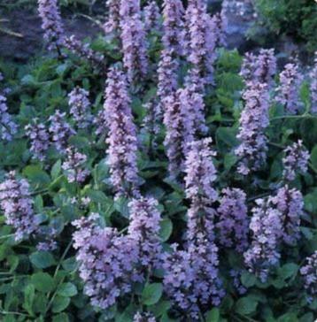 Ajuga reptans 'Purple Torch'-Kruipend zenegroen(vaste plant beschikbaar voor biedingen