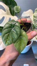 Alocasia silver dragon mint, Ophalen of Verzenden