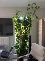 Schefflera, Tuin en Terras, Planten | Bomen, Overige soorten, 250 tot 400 cm, Ophalen, Volle zon