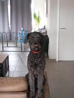 Labradoodle, Dieren en Toebehoren, 15 weken tot 1 jaar, CDV (hondenziekte), Eén hond, Nederland