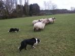 Weiland voor schapen, Dieren en Toebehoren