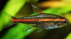 Hobbyaquarium Hemigrammus erythrozonus – Vuurneon, Vis, Zoetwatervis, Schoolvis