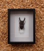 kever in kader, Verzamelen, Dierenverzamelingen, Ophalen of Verzenden, Nieuw, Reptiel of Amfibie, Opgezet dier