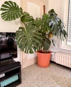 Monstera plant te koop, Huis en Inrichting, Kamerplanten, Ophalen, Overige soorten, Halfschaduw, In pot