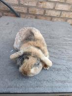 Konijn hangoor, Dieren en Toebehoren, Mannelijk, Hangoor