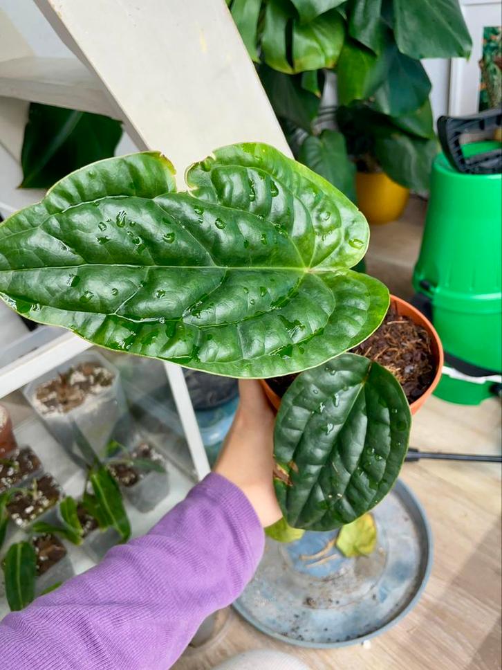 Anthurium radicans x luxurians, Huis en Inrichting, Kamerplanten, Ophalen of Verzenden