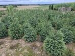Omorika en Nordman te Riemst 3770, Ophalen, In pot, Overige soorten, 100 tot 250 cm
