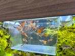 20 tal guppy en endler mannetjes