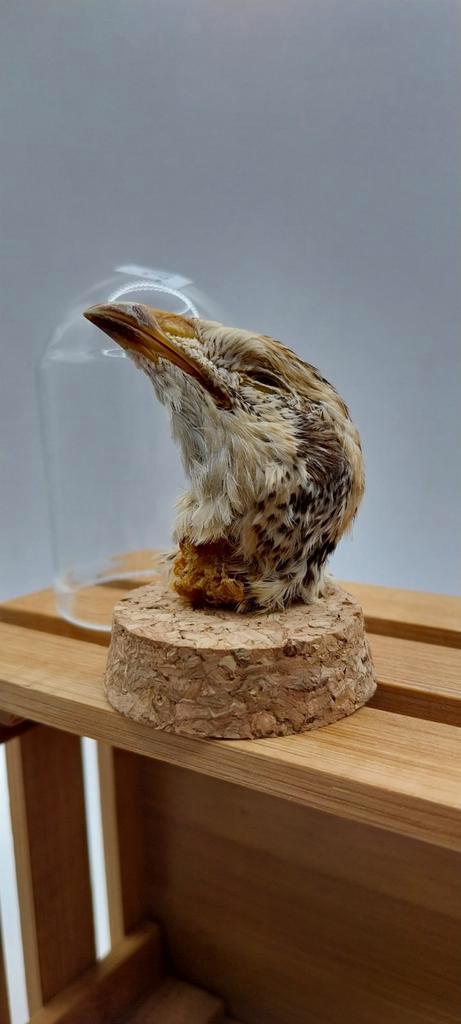 Cabinet de curiosités : tête de caille, Collections, Collections Animaux, Enlèvement ou Envoi