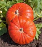 Zaden van pompoen rode van Etampes ,oogst2025, Tuin en Terras, Bloembollen en Zaden, Ophalen of Verzenden, Zaad
