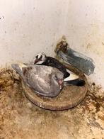 Jonge reisduiven reserveren lees de omschrijving, Dieren en Toebehoren