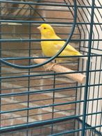 Kanarie pop 2023, Dieren en Toebehoren, Vogels | Kanaries