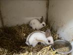 Dwergkonijntjes, Dieren en Toebehoren, Konijnen, Meerdere dieren, Dwerg, 0 tot 2 jaar
