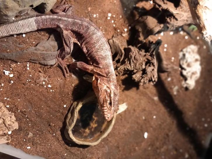 Koppel rode tejus met bak, Dieren en Toebehoren, Reptielen en Amfibieën, Overige soorten, 3 tot 6 jaar, Met terrarium, Tam