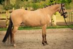 Prachtige valkkleurige D pony, Dieren en Toebehoren, Pony's, Gechipt, Ruin, Dressuurpony, 3 tot 6 jaar