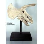 Crâne de tricératops sur socle — Statue de dinosaure Hauteur, Enlèvement ou Envoi, Neuf