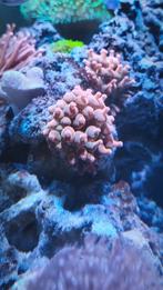 Rode telepannemoon, Ophalen