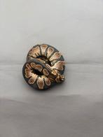 0.1 Phantom / Black Head / Sugar, Serpent, Domestique, 0 à 2 ans